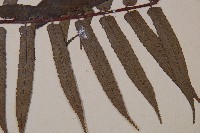 黑桫蕨藏品圖，第4張