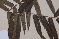 黑桫蕨藏品圖，第5張