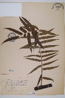 黑桫蕨藏品圖，第1張