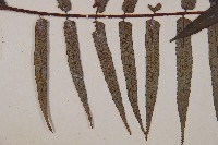 黑桫蕨藏品圖，第3張