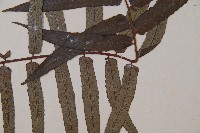 黑桫蕨藏品圖，第4張