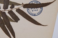 黑桫蕨藏品圖，第5張