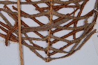 蘇鐵蕨藏品圖，第5張