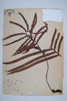 烏毛蕨藏品圖，第1張