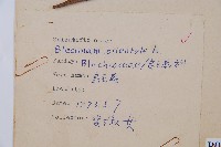 烏毛蕨藏品圖，第2張