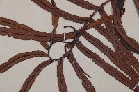 烏毛蕨藏品圖，第3張