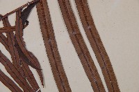 烏毛蕨藏品圖，第4張