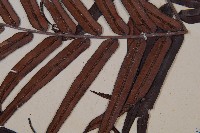 烏毛蕨藏品圖，第3張