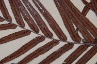 烏毛蕨藏品圖，第4張