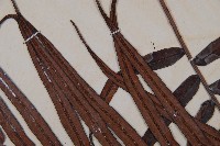 烏毛蕨藏品圖，第5張