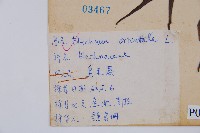 烏毛蕨藏品圖，第2張