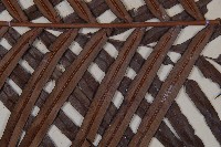 烏毛蕨藏品圖，第3張