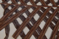 烏毛蕨藏品圖，第4張