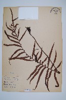 烏毛蕨藏品圖，第1張