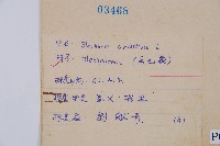 烏毛蕨藏品圖，第2張