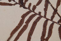 烏毛蕨藏品圖，第3張