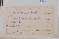 烏毛蕨藏品圖，第2張