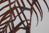 烏毛蕨藏品圖，第3張