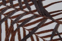 烏毛蕨藏品圖，第4張