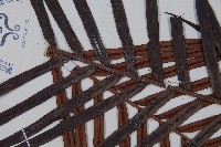 烏毛蕨藏品圖，第5張