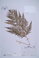 臺灣狗脊蕨藏品圖，第1張