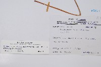 臺灣狗脊蕨藏品圖，第2張