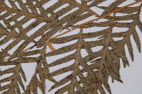 臺灣狗脊蕨藏品圖，第3張