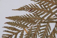 臺灣狗脊蕨藏品圖，第4張