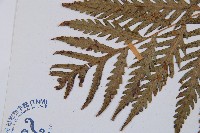 臺灣狗脊蕨藏品圖，第5張