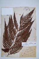 臺灣狗脊蕨藏品圖，第1張