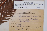 臺灣狗脊蕨藏品圖，第2張