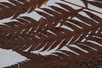 臺灣狗脊蕨藏品圖，第4張