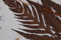 臺灣狗脊蕨藏品圖，第5張