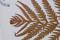 臺灣狗脊蕨藏品圖，第2張