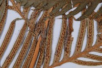 臺灣狗脊蕨藏品圖，第3張