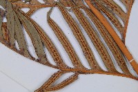 臺灣狗脊蕨藏品圖，第4張