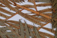 臺灣狗脊蕨藏品圖，第5張