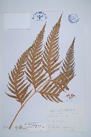 臺灣狗脊蕨藏品圖，第1張