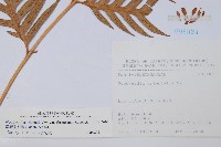 臺灣狗脊蕨藏品圖，第2張