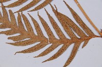 臺灣狗脊蕨藏品圖，第3張