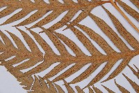 臺灣狗脊蕨藏品圖，第4張