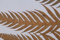 臺灣狗脊蕨藏品圖，第5張