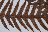 臺灣狗脊蕨藏品圖，第3張