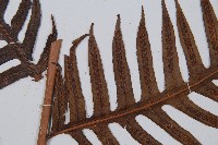 臺灣狗脊蕨藏品圖，第4張