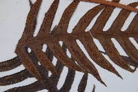 臺灣狗脊蕨藏品圖，第5張