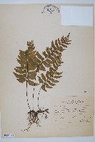 單邊鐵角蕨藏品圖，第1張