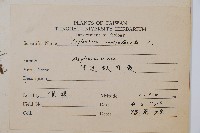 單邊鐵角蕨藏品圖，第2張