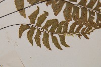 單邊鐵角蕨藏品圖，第3張