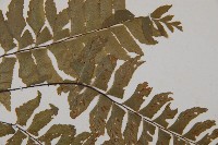 單邊鐵角蕨藏品圖，第4張