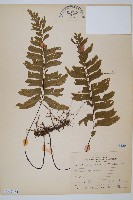 單邊鐵角蕨藏品圖，第1張